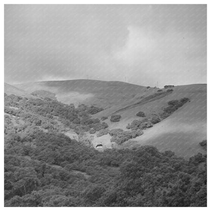 San Benito County Grazing Grounds May 1942 - Available at KNOWOL