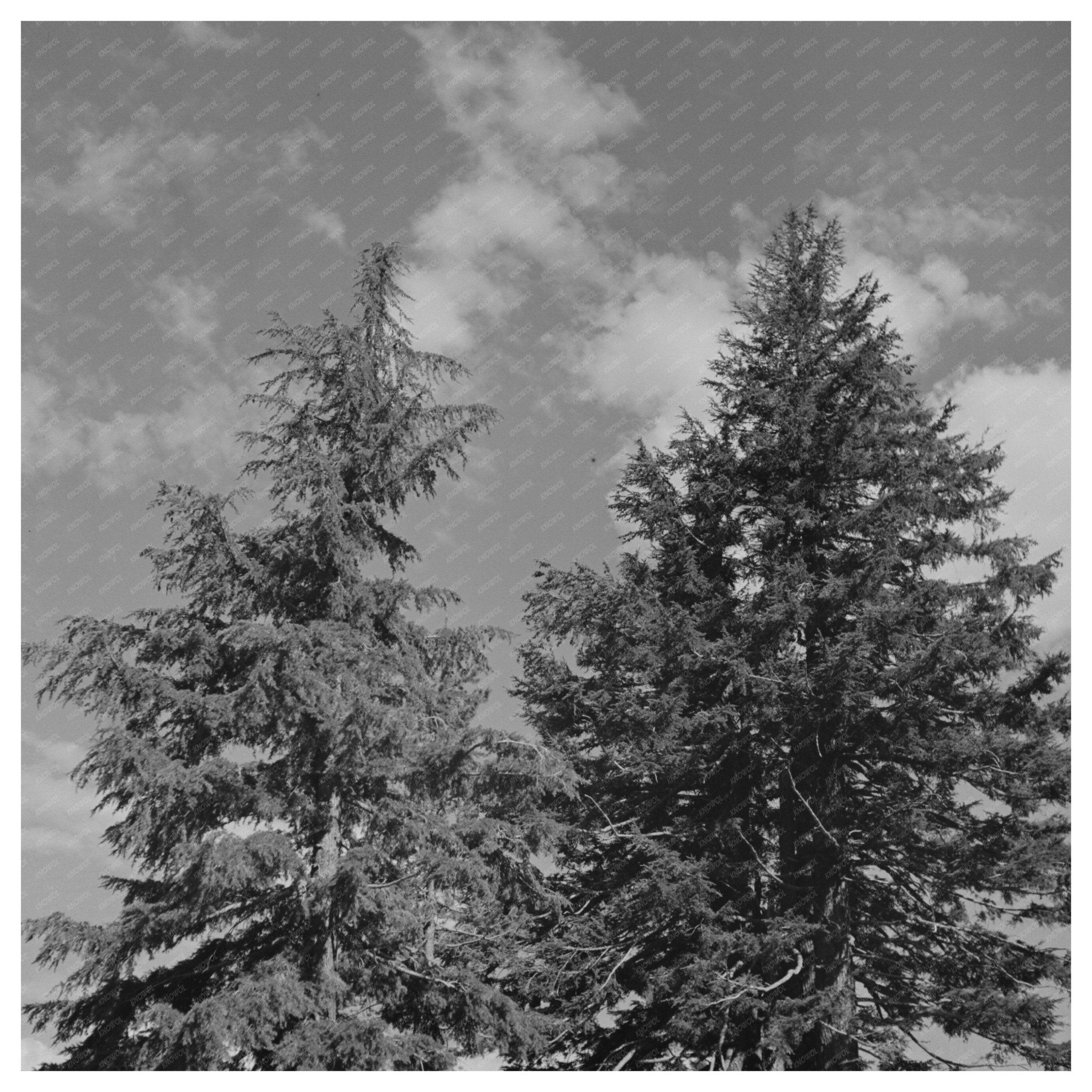 Scenic Trees and Clouds in Douglas County Oregon 1942 - Available at KNOWOL