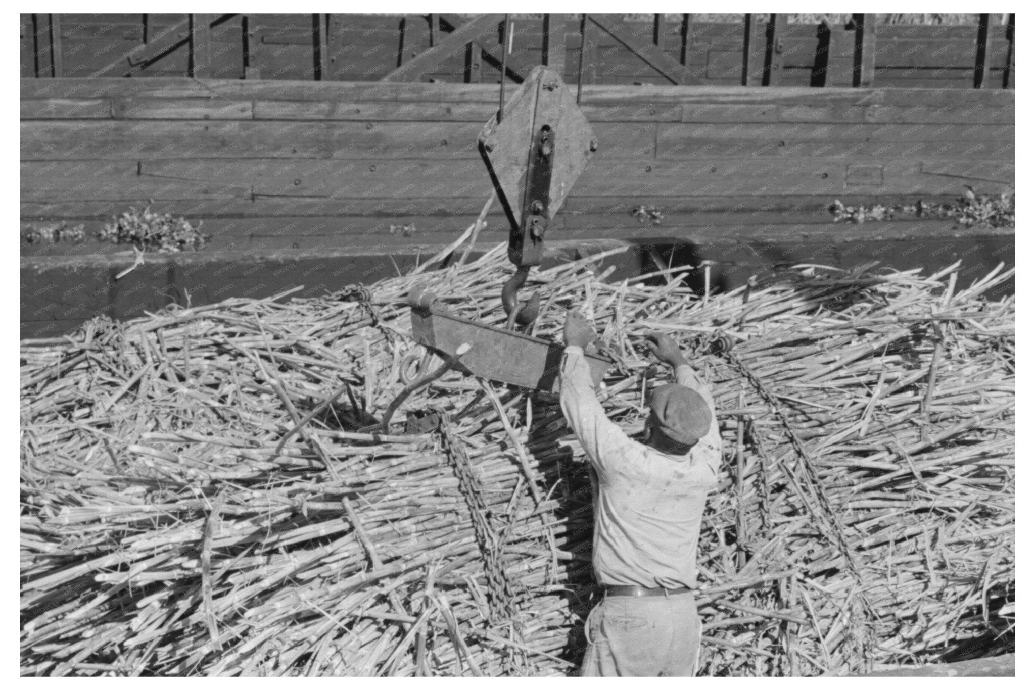 Scissors Crane Loading Sugarcane in Louisiana 1938 - Available at KNOWOL