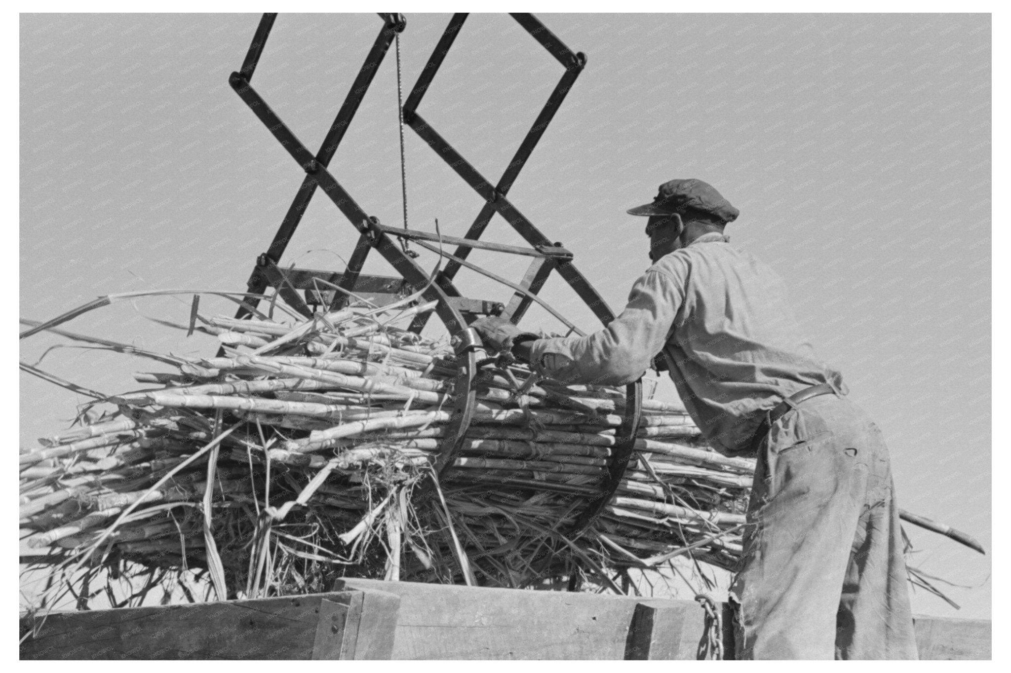 Scissors Crane Loading Sugarcane New Iberia 1938 - Available at KNOWOL