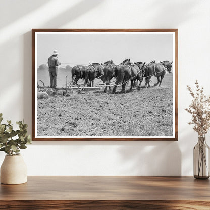 Seven - Horse Disc Cultivating Corn Tulare County 1937 - Available at KNOWOL