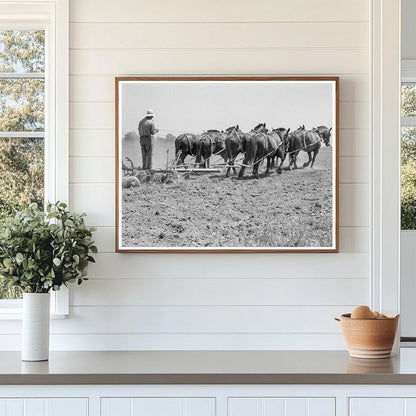 Seven - Horse Disc Cultivating Corn Tulare County 1937 - Available at KNOWOL