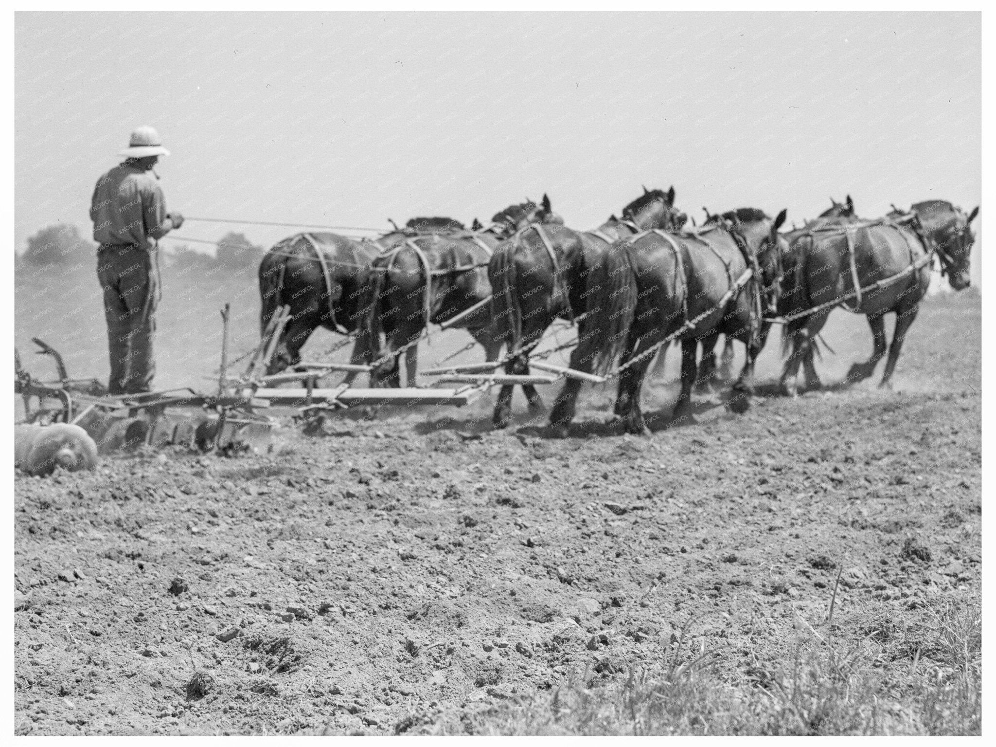 Seven - Horse Disc Cultivating Corn Tulare County 1937 - Available at KNOWOL