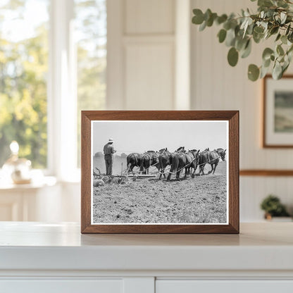 Seven - Horse Disc Cultivating Corn Tulare County 1937 - Available at KNOWOL