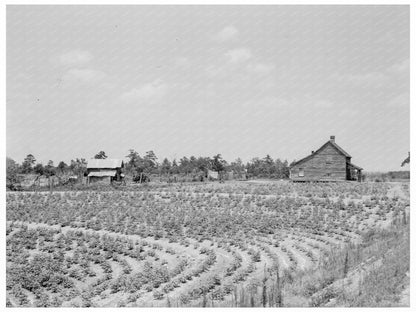 Sharecrop Farm in Gaffney South Carolina June 1937 - Available at KNOWOL