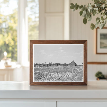 Sharecrop Farm in Gaffney South Carolina June 1937 - Available at KNOWOL