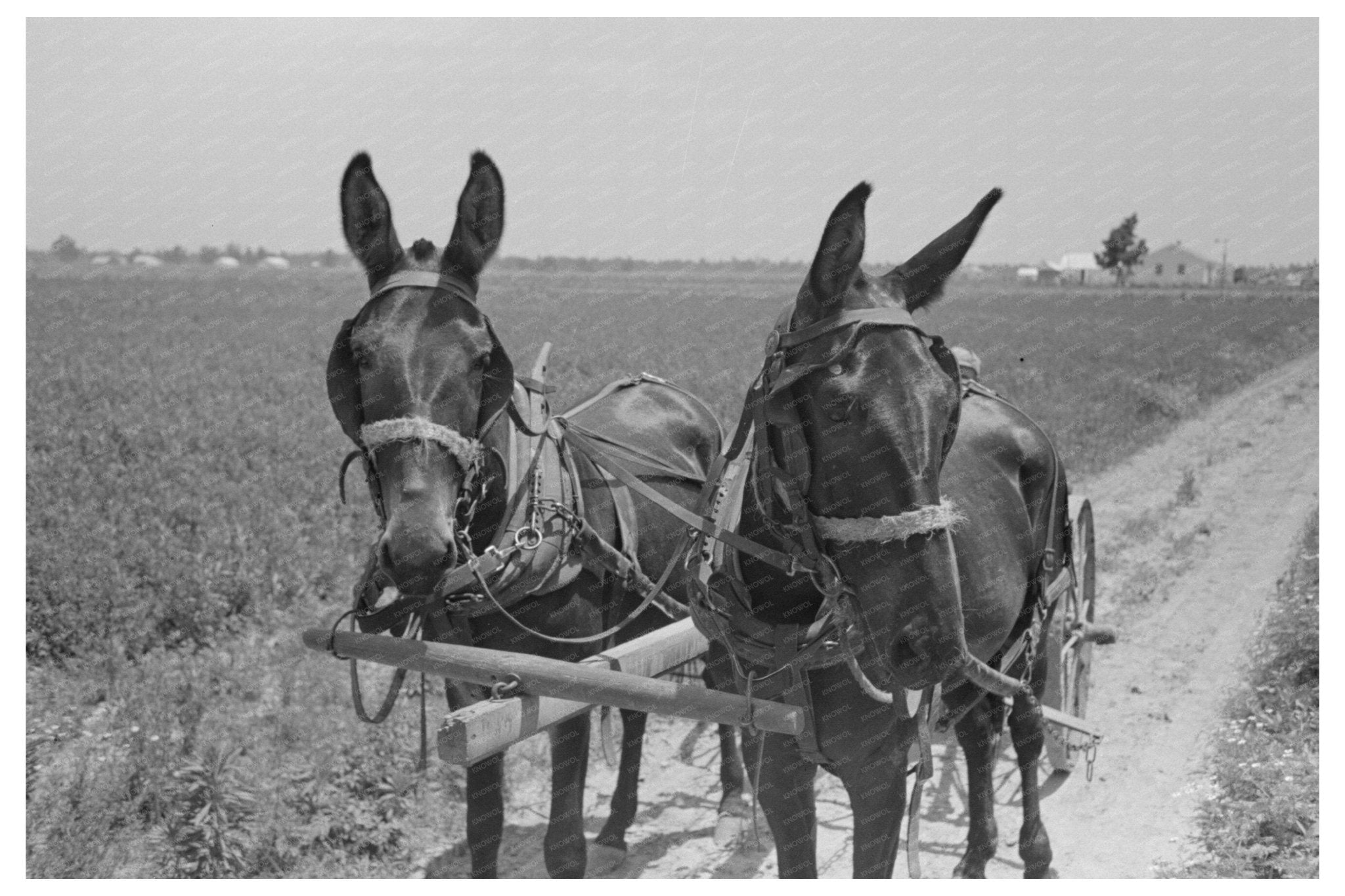 Sharecropper Cultivating Cotton New Madrid County 1938 - Available at KNOWOL