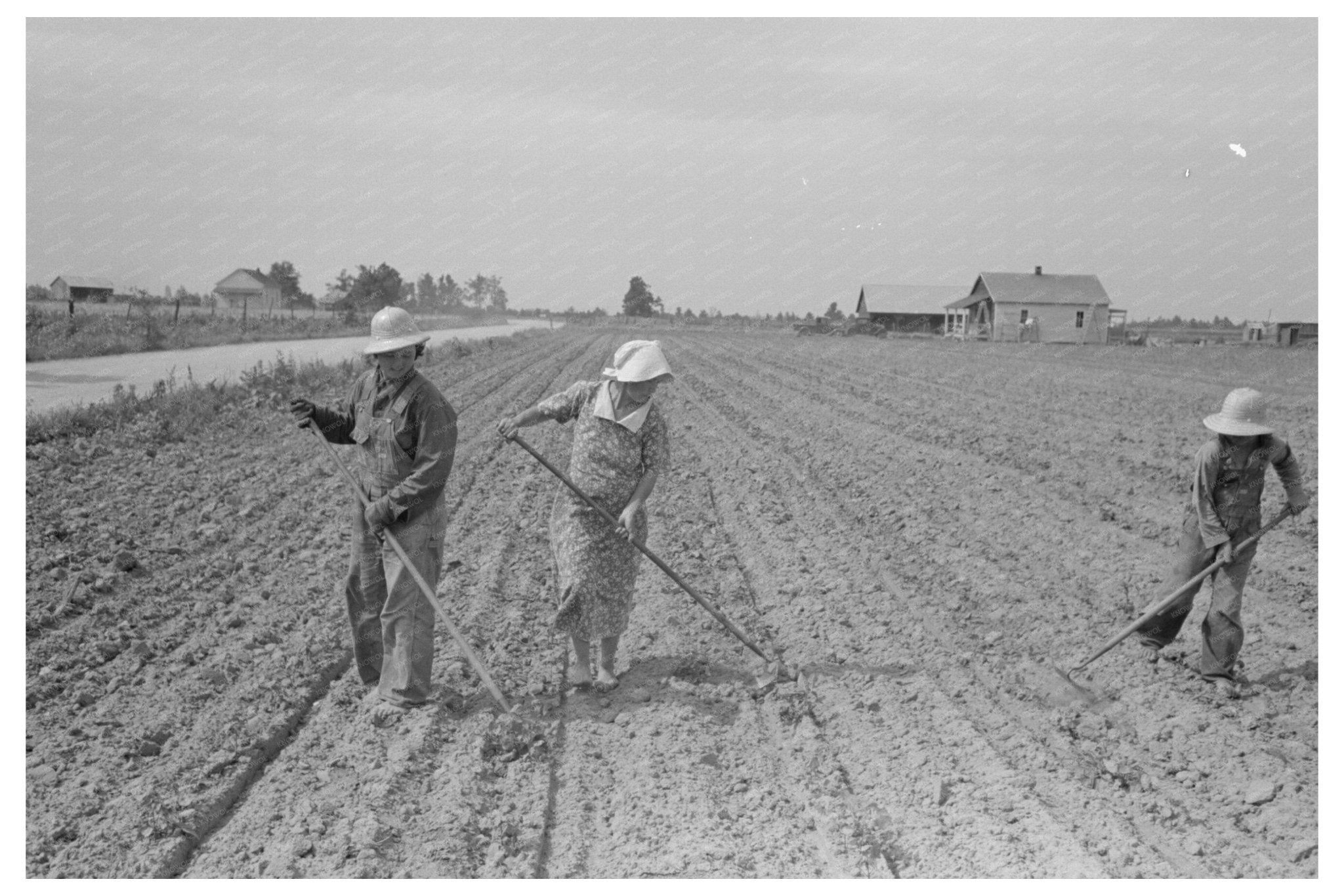 Sharecropper Family Cultivating Cotton Missouri 1938 - Available at KNOWOL