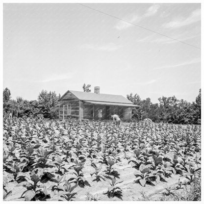 Sharecropper Family in Tobacco Field Chapel Hill 1939 - Available at KNOWOL