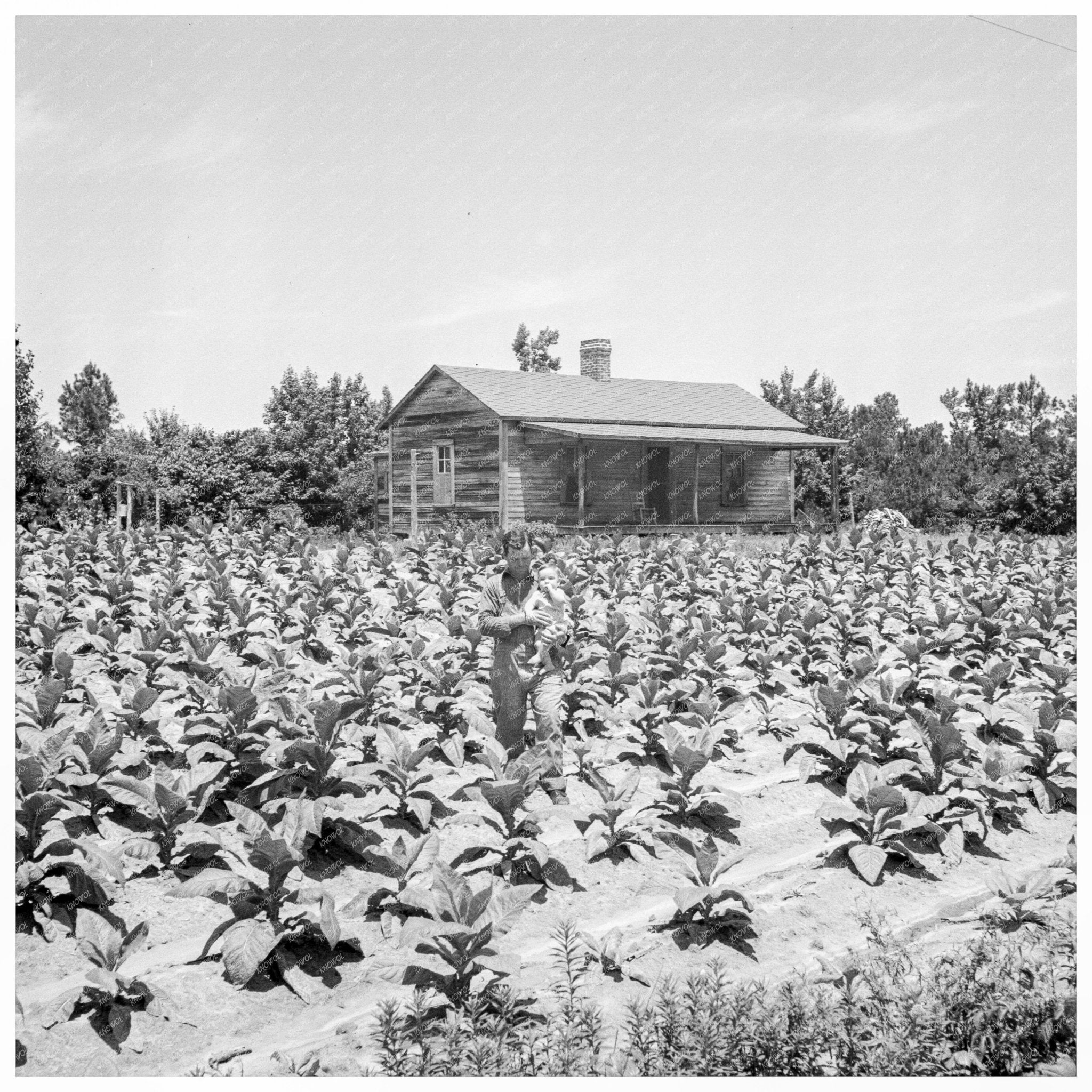 Sharecropper Family in Tobacco Field North Carolina 1939 - Available at KNOWOL