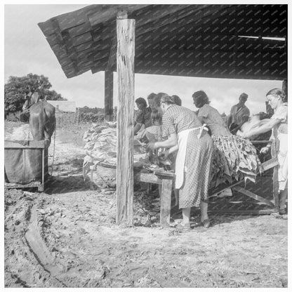 Sharecropper Family Sorting Tobacco in South Carolina 1938 - Available at KNOWOL