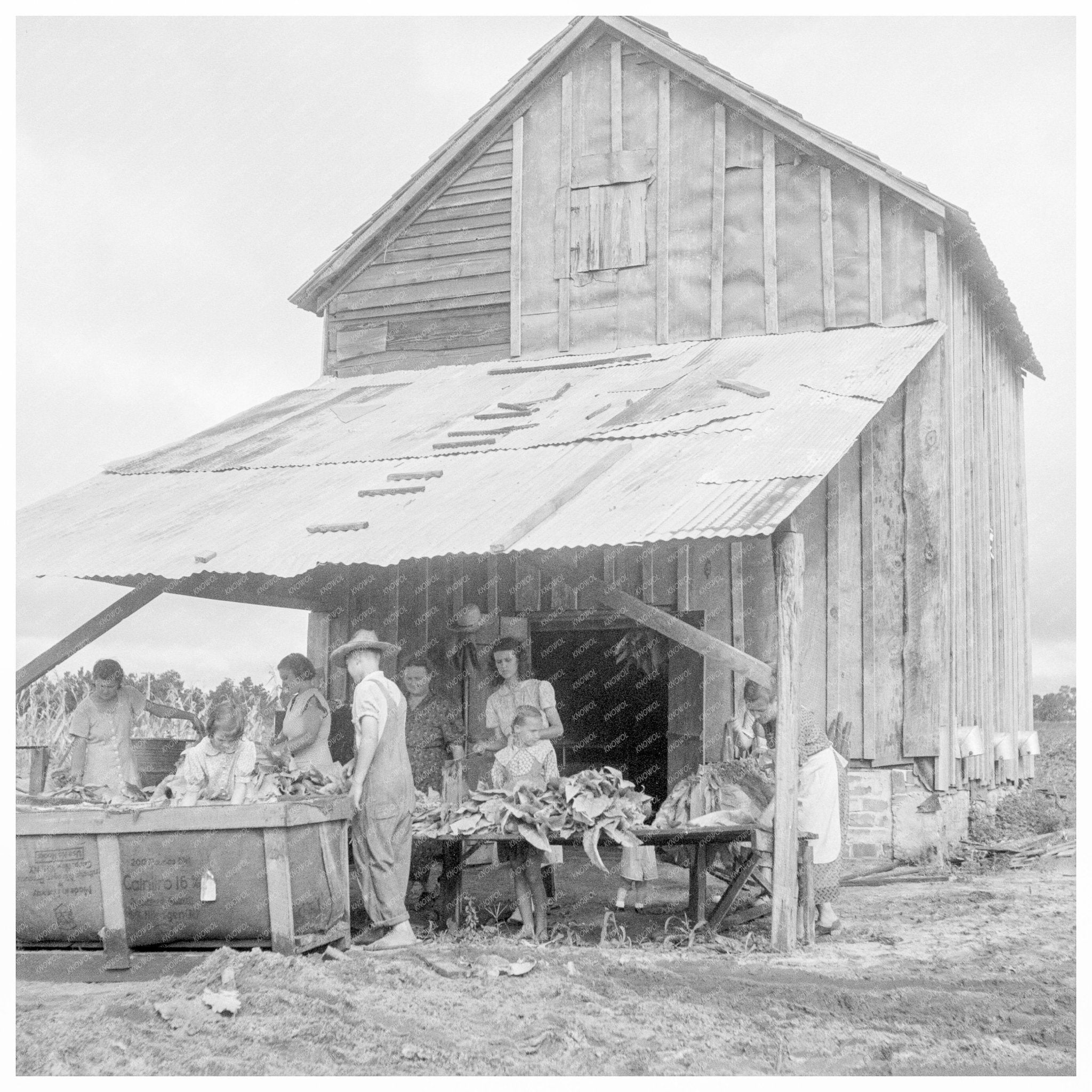 Sharecropper Family Sorting Tobacco South Carolina 1938 - Available at KNOWOL