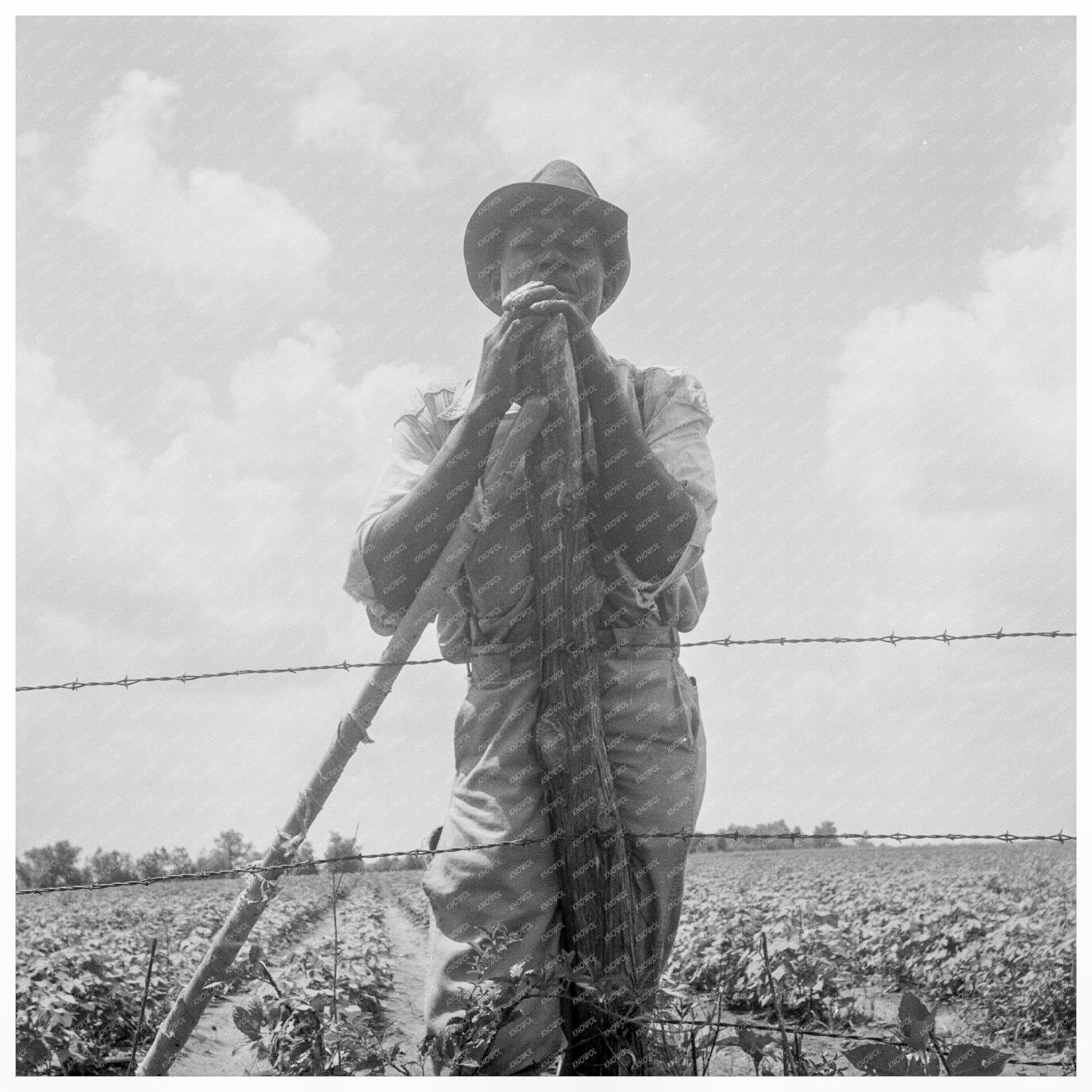 Sharecropper in Brazos Riverbottoms Texas 1938 - Available at KNOWOL