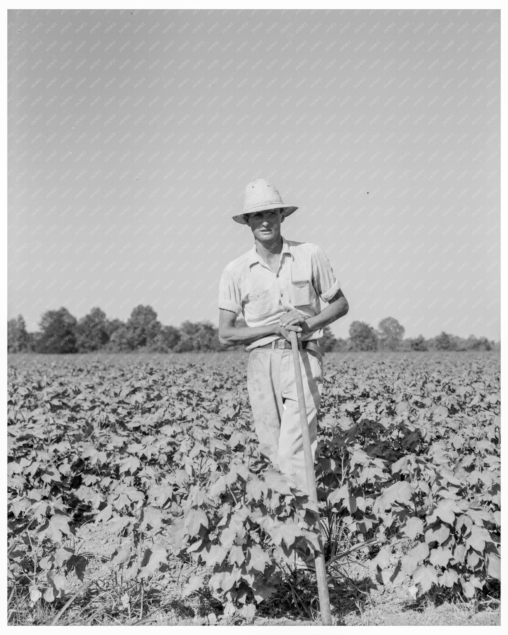 Sharecropper in Issaquena County Mississippi June 1937 FSA Collection - Available at KNOWOL