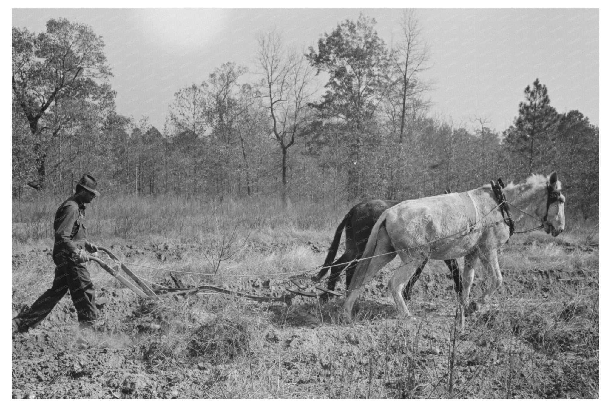 Sharecropper Plowing Sweet Potatoes Laurel Mississippi 1938 - Available at KNOWOL