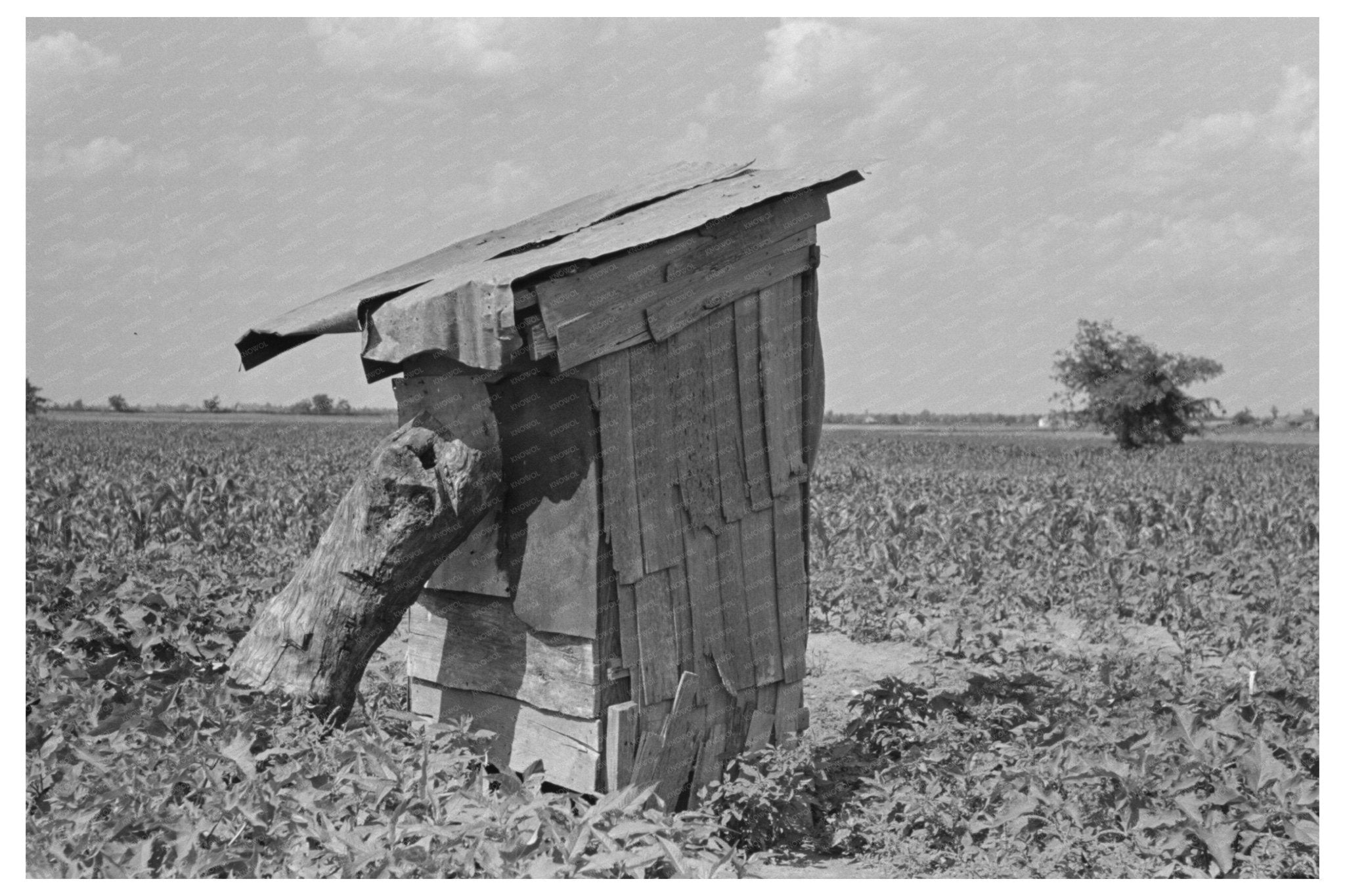 Sharecropper Privy New Madrid County Missouri 1938 - Available at KNOWOL