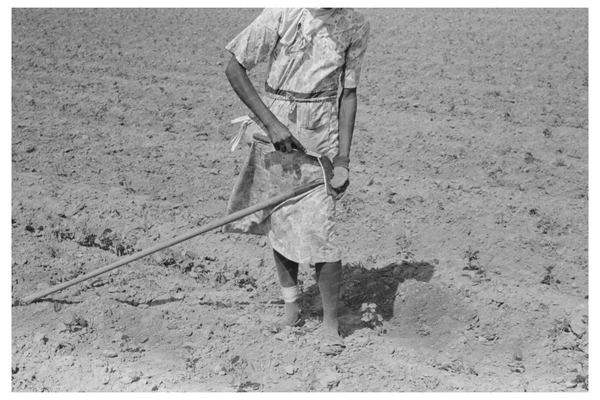 Sharecropper Woman in Cotton Field Missouri 1938 - Available at KNOWOL