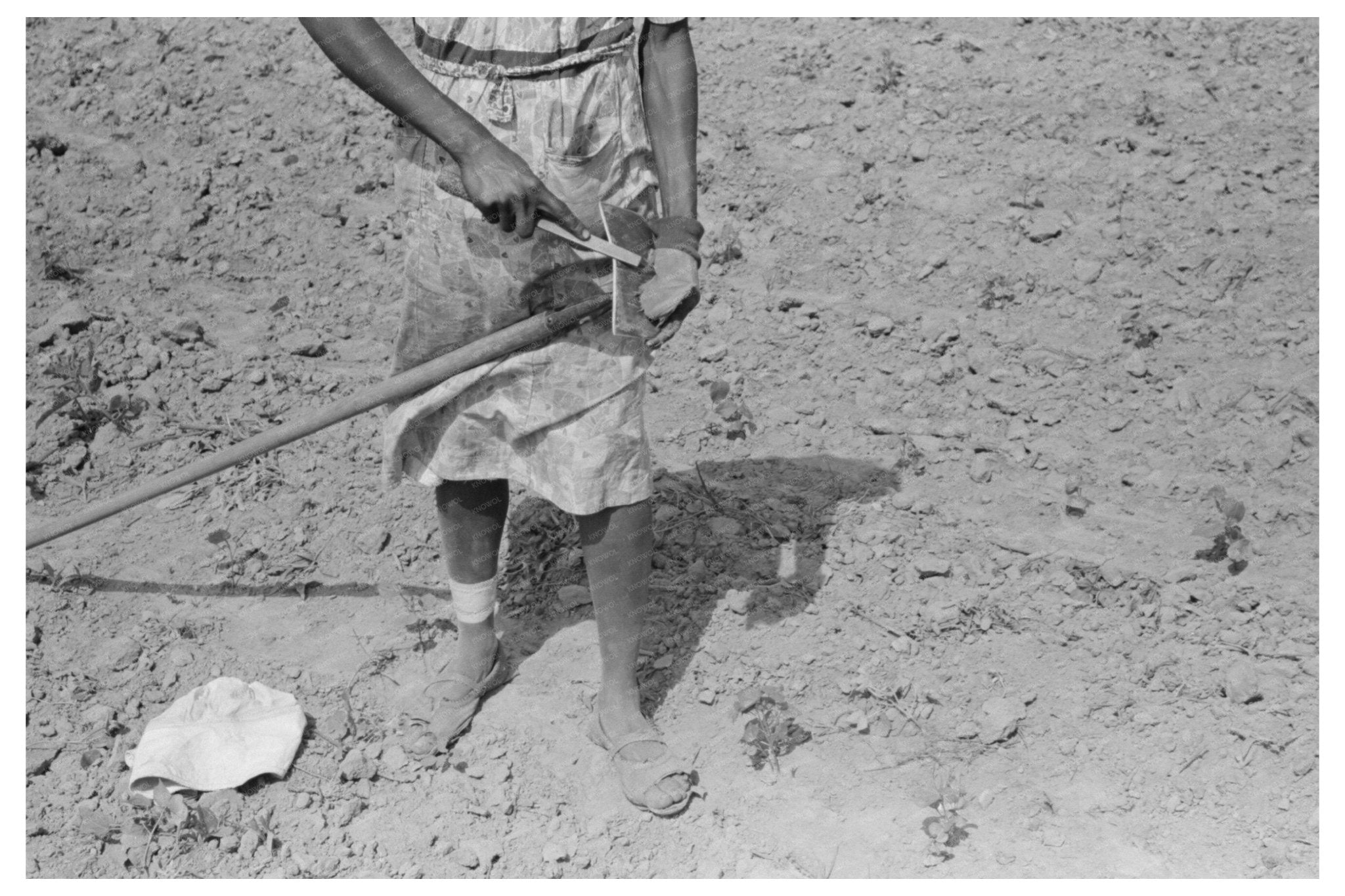 Sharecropper Woman in Cotton Field New Madrid County 1938 - Available at KNOWOL