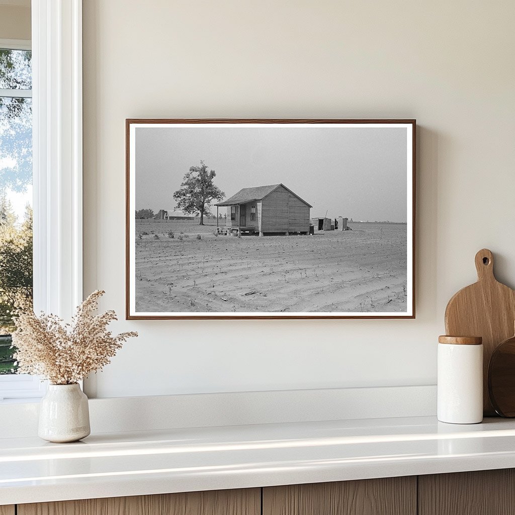 Sharecroppers Cabin in Cotton Field New Madrid County 1938 - Available at KNOWOL