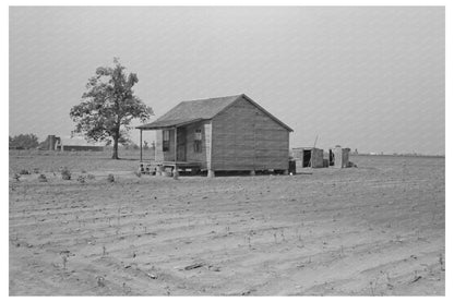 Sharecroppers Cabin in Cotton Field New Madrid County 1938 - Available at KNOWOL