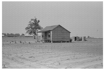 Sharecroppers Cabin in Damaged Cotton Field Missouri 1938 - Available at KNOWOL