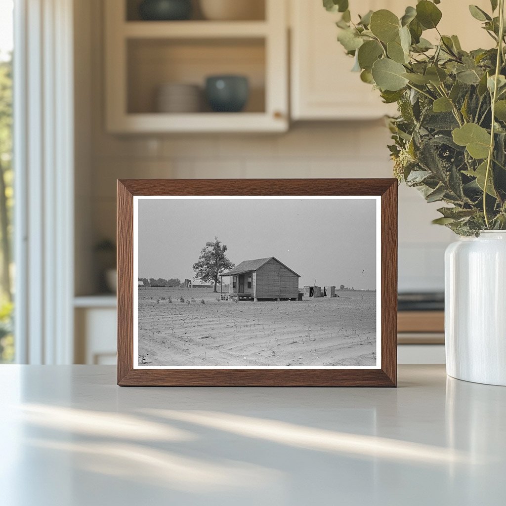 Sharecroppers Cabin in Damaged Cotton Field Missouri 1938 - Available at KNOWOL