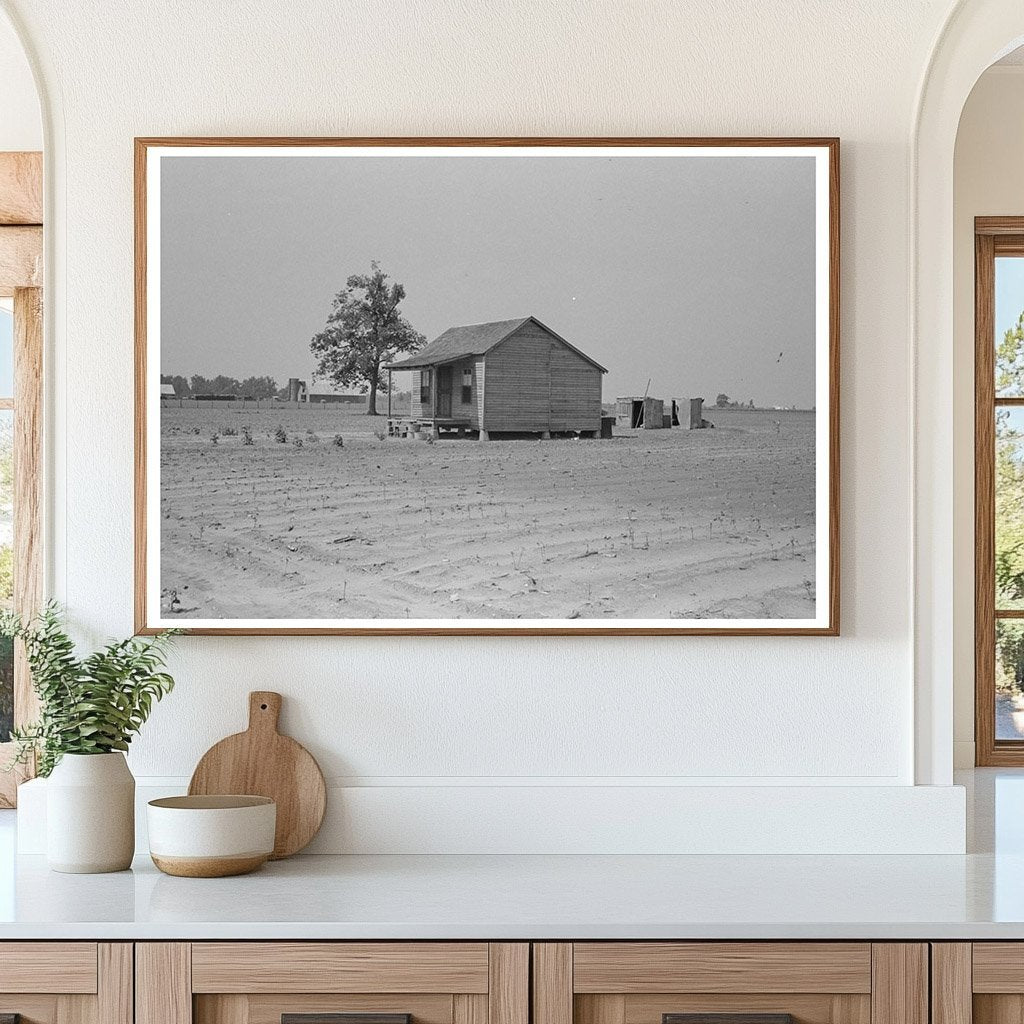 Sharecroppers Cabin in Damaged Cotton Field Missouri 1938 - Available at KNOWOL