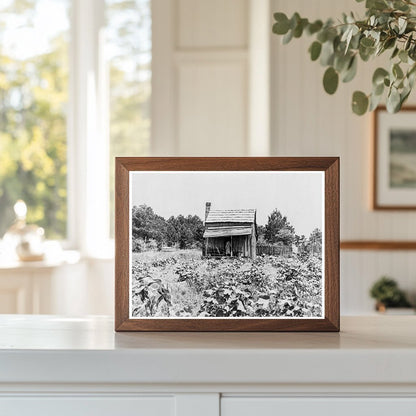 Sharecroppers Cabin in Jackson Mississippi June 1937 - Available at KNOWOL