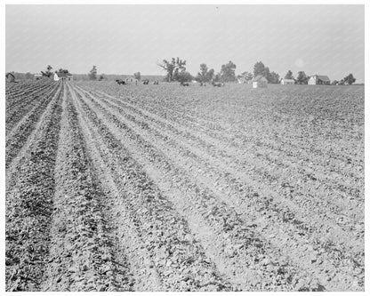 Sharecroppers Cabins Lonoke County Arkansas 1938 - Available at KNOWOL