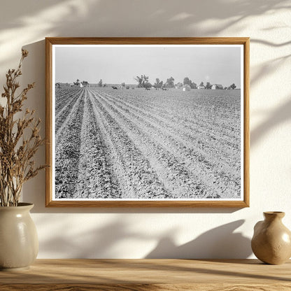 Sharecroppers Cabins Lonoke County Arkansas 1938 - Available at KNOWOL