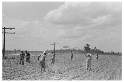 Sharecroppers Chopping Cotton New Madrid County 1938 - Available at KNOWOL