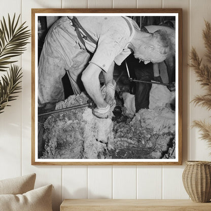 Shearing Sheep in Malheur County Oregon May 1941 - Available at KNOWOL