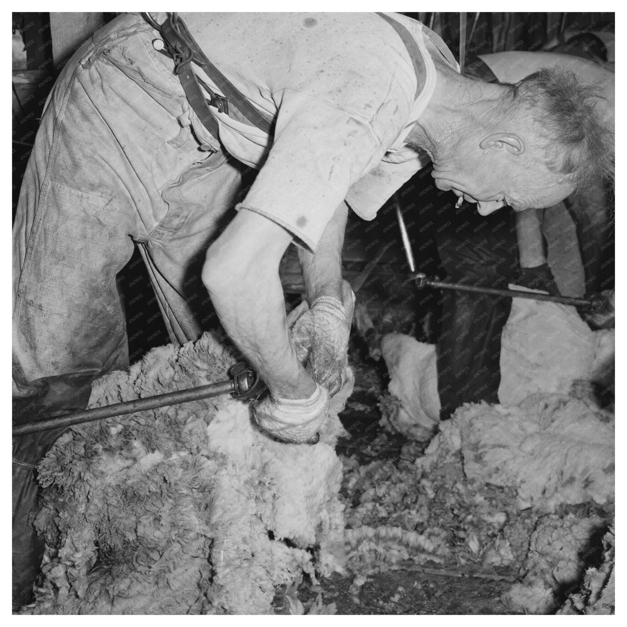 Shearing Sheep in Malheur County Oregon May 1941 - Available at KNOWOL