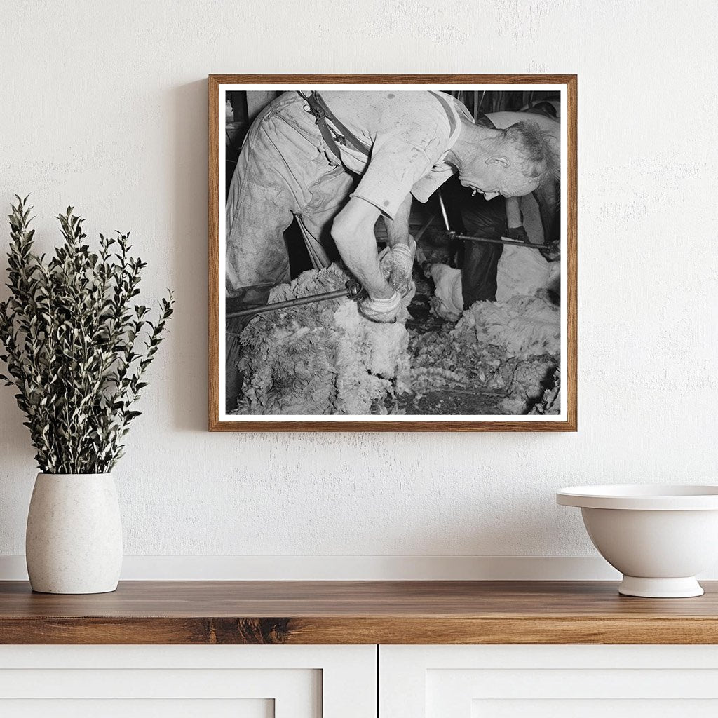 Shearing Sheep in Malheur County Oregon May 1941 - Available at KNOWOL