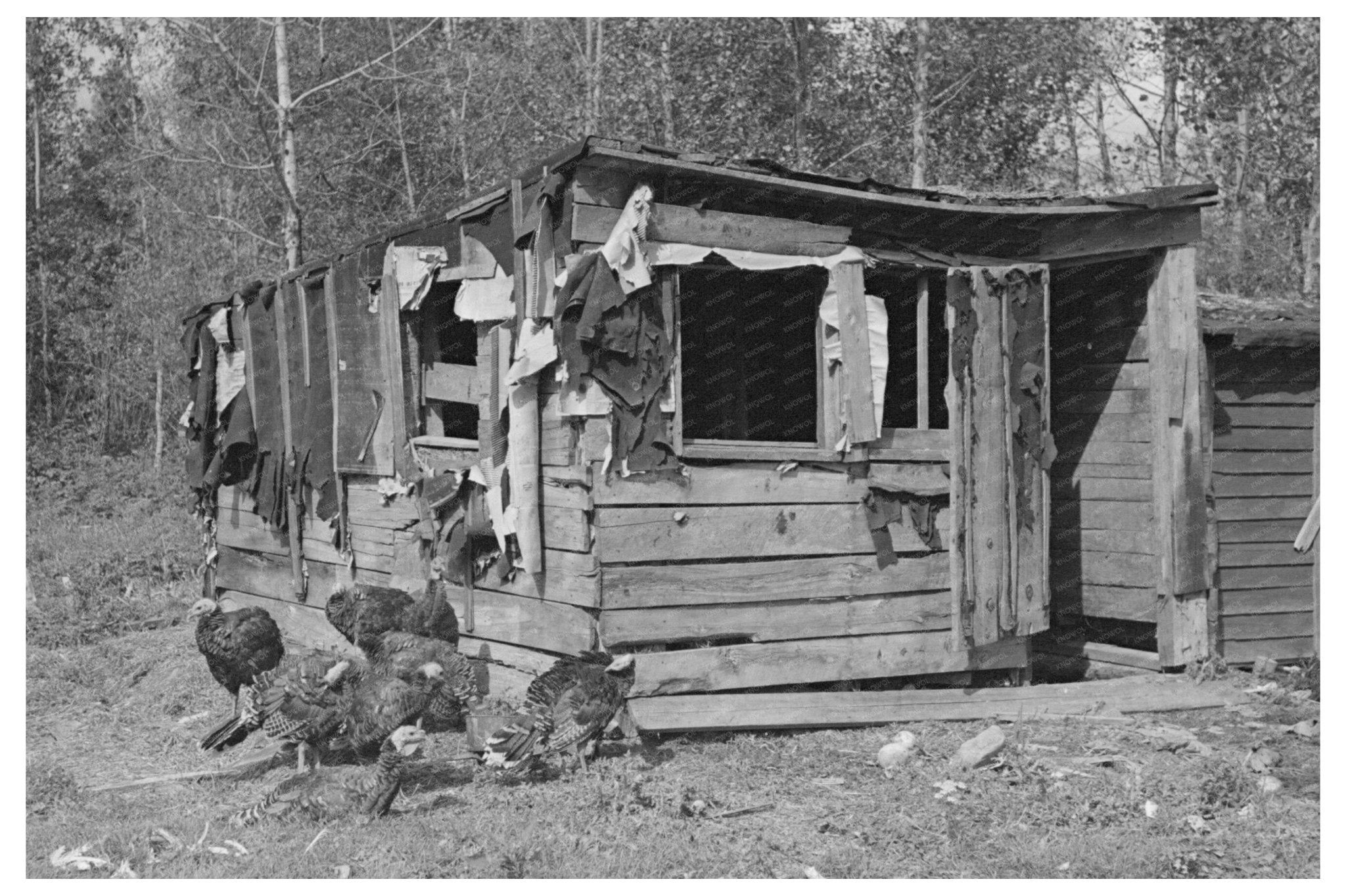 Shed and Flock of Turkeys Northome Minnesota 1937 - Available at KNOWOL