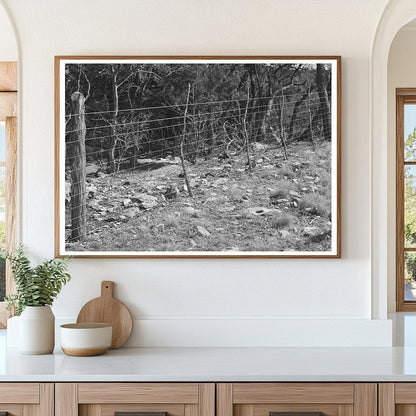 Sheep and Goat Fence in Kimble County Texas March 1940 - Available at KNOWOL