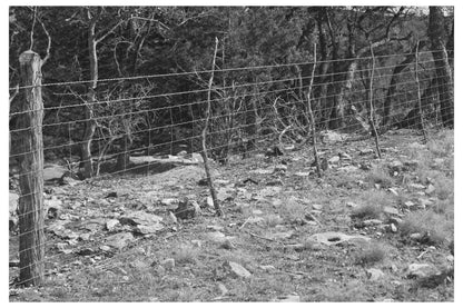 Sheep and Goat Fence in Kimble County Texas March 1940 - Available at KNOWOL