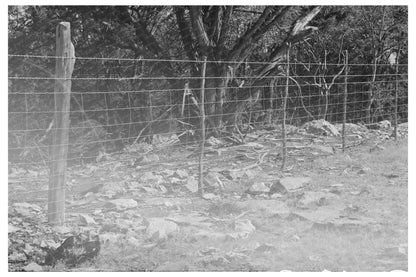 Sheep and Goat Proof Fence Kimble County Texas 1940 - Available at KNOWOL