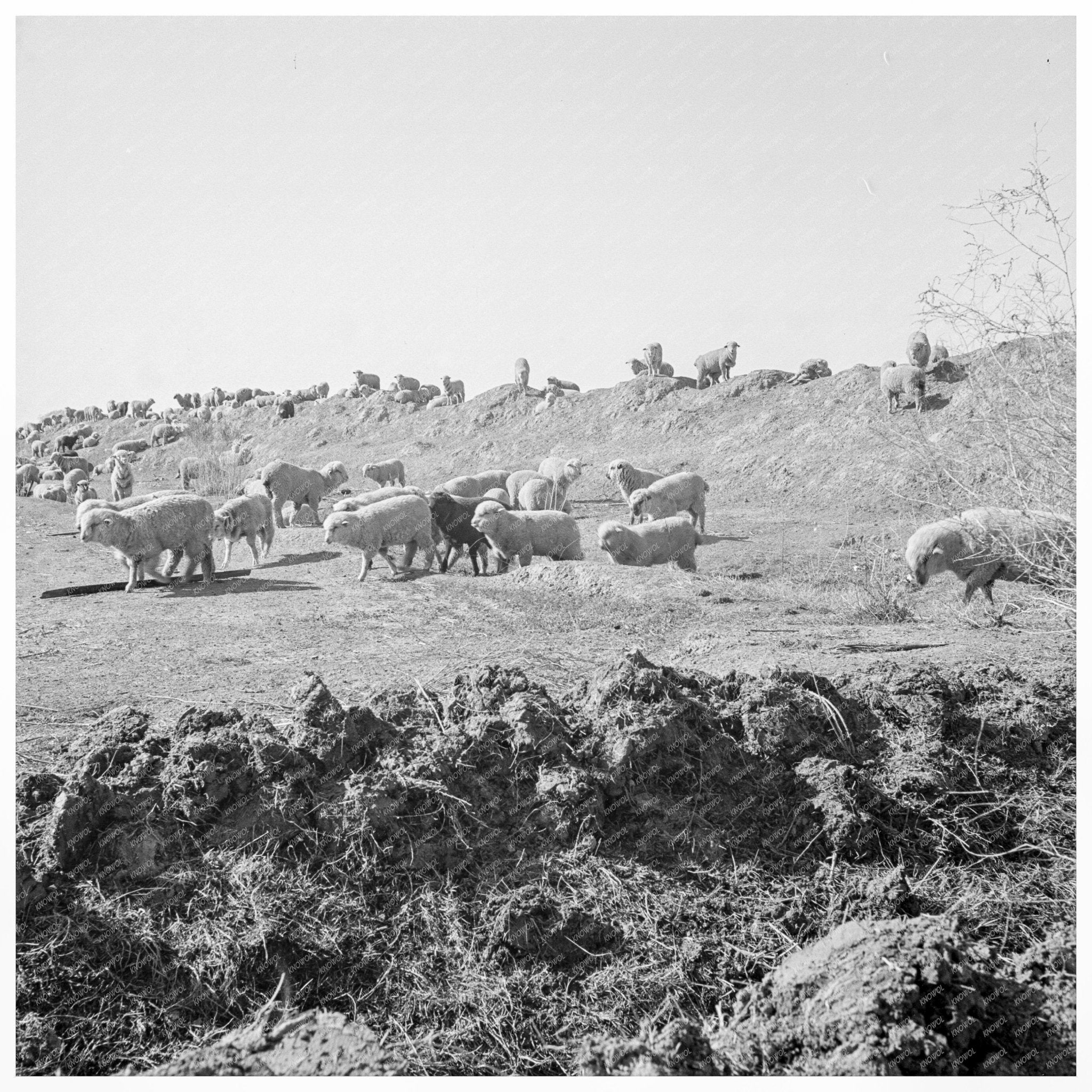 Sheep Grazing by Irrigation Canal Imperial Valley 1939 - Available at KNOWOL