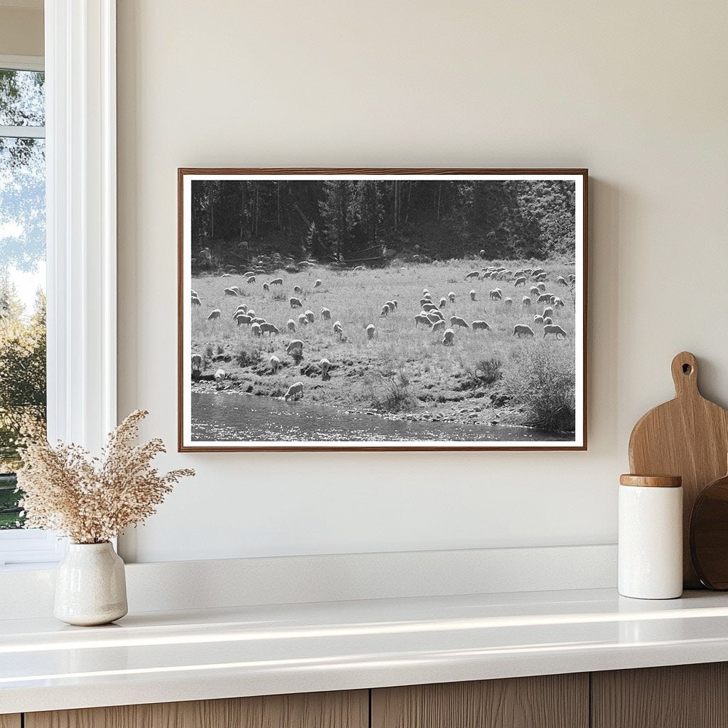 Sheep Grazing by Salmon River Custer County Idaho 1942 - Available at KNOWOL