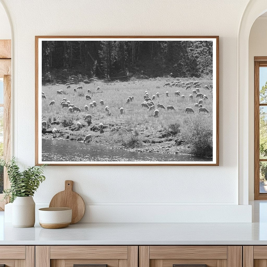 Sheep Grazing by Salmon River Custer County Idaho 1942 - Available at KNOWOL