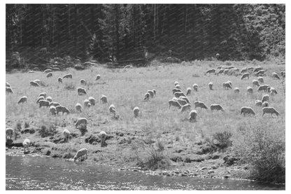 Sheep Grazing by Salmon River Custer County Idaho 1942 - Available at KNOWOL