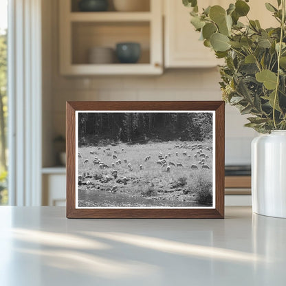 Sheep Grazing by Salmon River Custer County Idaho 1942 - Available at KNOWOL