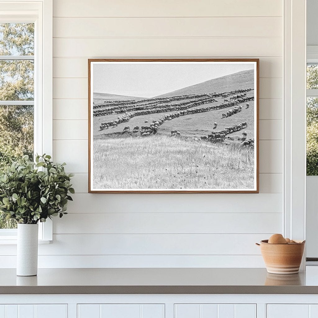 Sheep Grazing in California 1936 Vintage Photograph - Available at KNOWOL