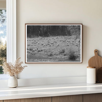 Sheep Grazing in Custer County Idaho August 1942 - Available at KNOWOL