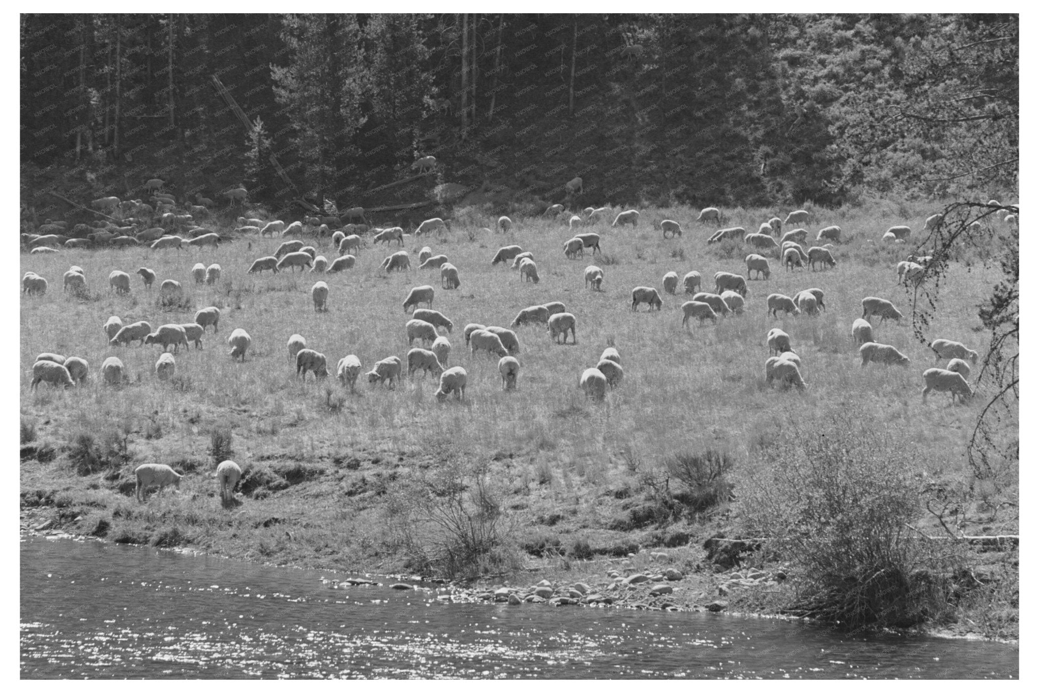 Sheep Grazing in Custer County Idaho August 1942 - Available at KNOWOL