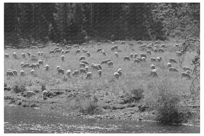 Sheep Grazing in Custer County Idaho August 1942 - Available at KNOWOL