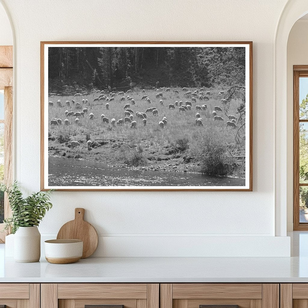 Sheep Grazing in Custer County Idaho August 1942 - Available at KNOWOL