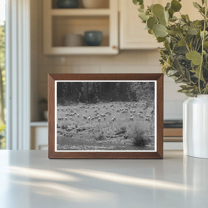 Sheep Grazing in Custer County Idaho August 1942 - Available at KNOWOL