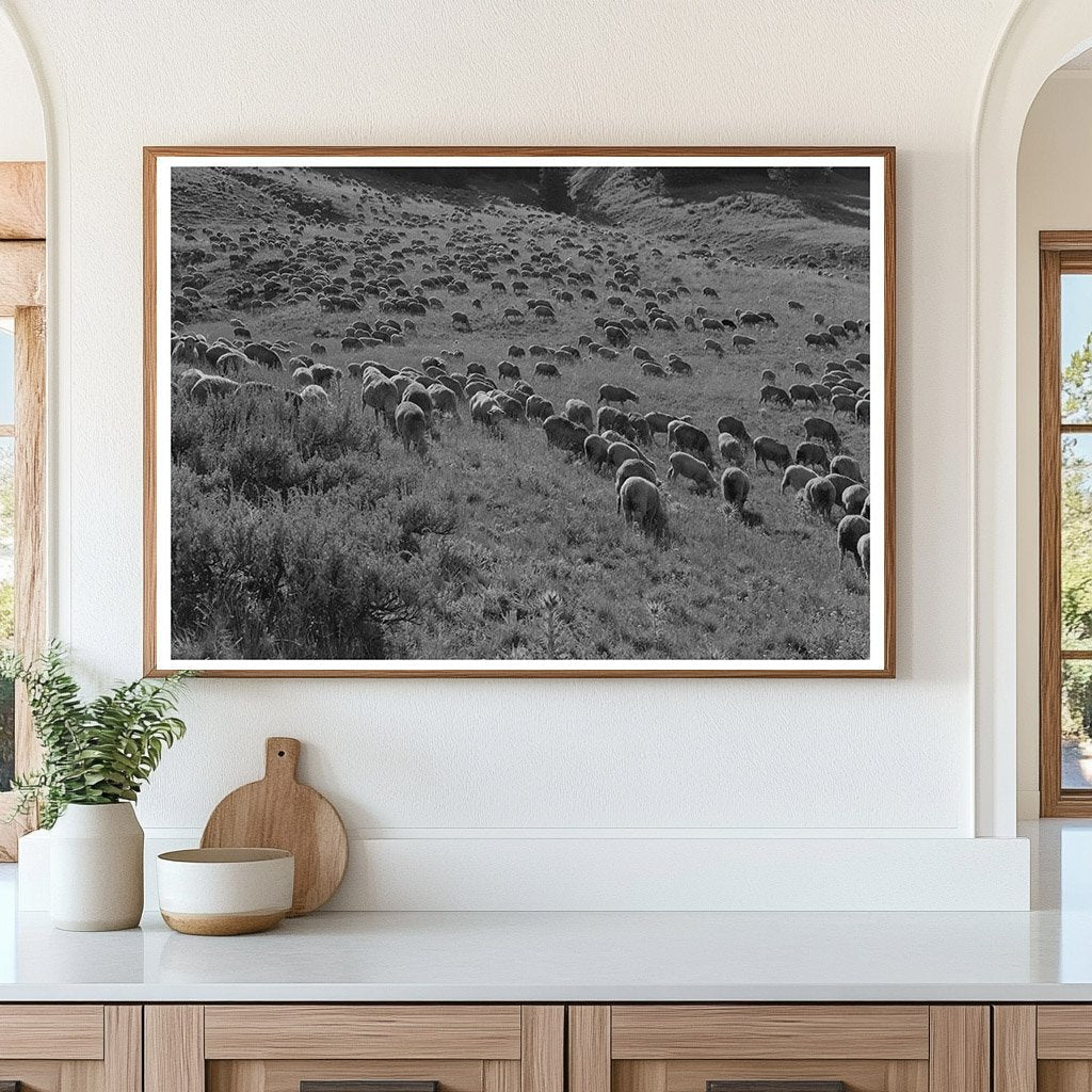 Sheep Grazing in Gravelly Range Montana September 1942 - Available at KNOWOL